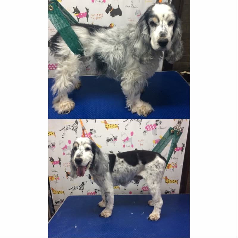 Before and after: a black-and-white spaniel matted on the grooming table, then clipped and tidy