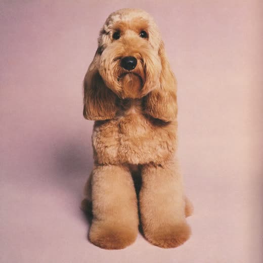A neatly clipped cockapoo after a full groom