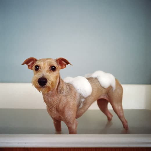 A small dog mid-bath covered in shampoo suds