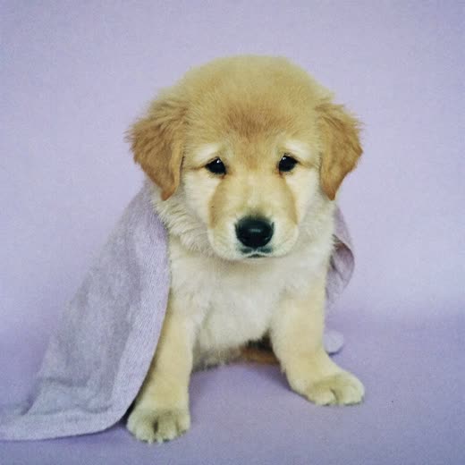 A young puppy wrapped in a towel after its first groom